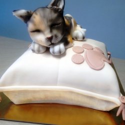 Kotě na polštáři
